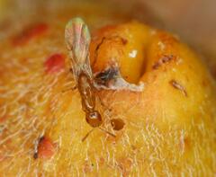 Lachaisea equicollis