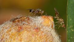 Lachaisea equicollis