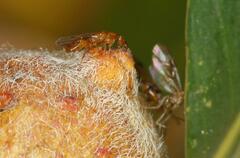 Lachaisea equicollis