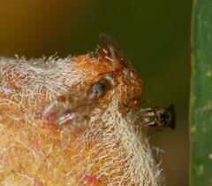 Lachaisea equicollis