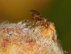 Lachaisea equicollis