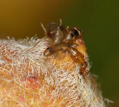 Lachaisea equicollis