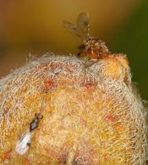 Lachaisea equicollis