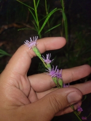 Liatris helleri