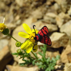 Zygaena manlia
