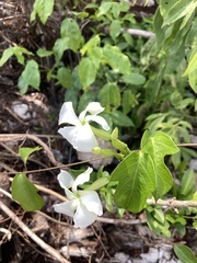 Echites yucatanensis
