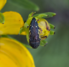 Acmaeodera pulchella