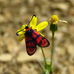 Zygaena manlia