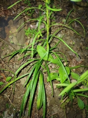 Liatris helleri