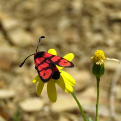 Zygaena manlia