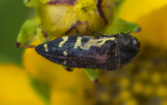 Acmaeodera pulchella