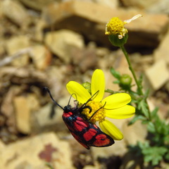 Zygaena manlia