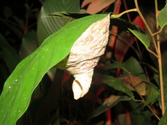 Angiopolybia