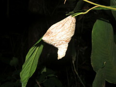 Angiopolybia