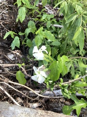 Echites yucatanensis