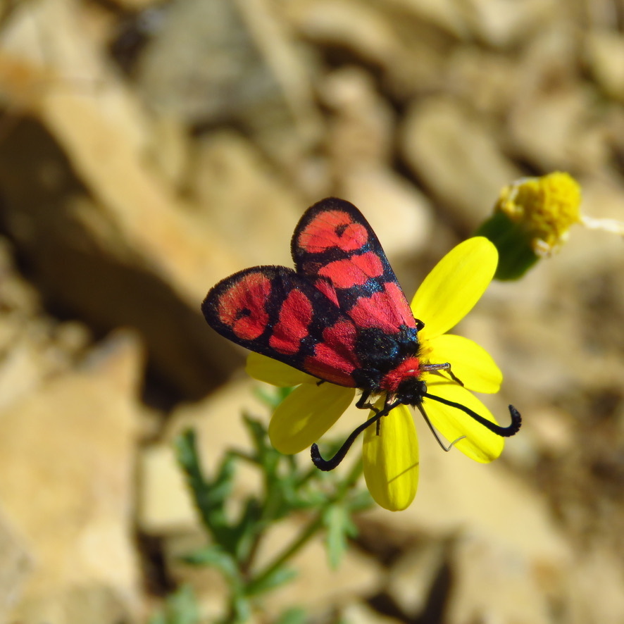 Zygaena manlia