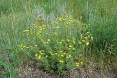 Potentilla approximata
