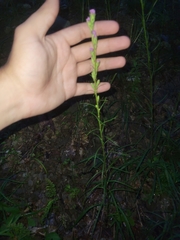 Liatris helleri