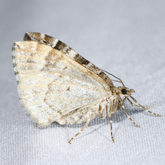 Dysstroma mancipata
