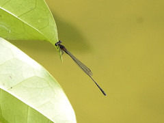 Prodasineura verticalis