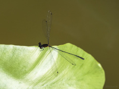 Prodasineura verticalis