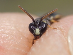 Hylaeus punctatus
