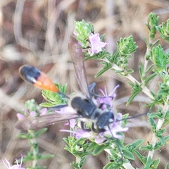 Isodontia splendidula