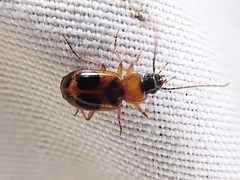 Badister neopulchellus