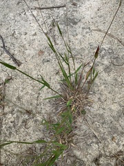 Dichanthelium meridionale