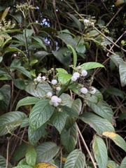 Heliotropium verdcourtii