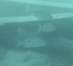 Haemulon flavolineatum