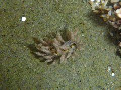 Eubranchus olivaceus