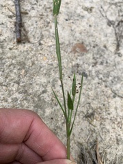 Dichanthelium meridionale