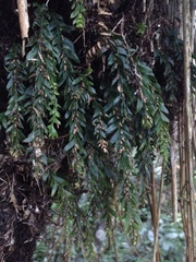 Tmesipteris horomaka