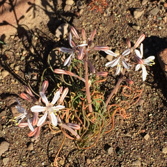 Trachyandra thyrsoidea