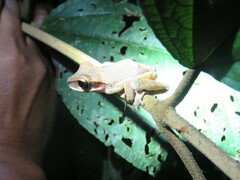Osteocephalus planiceps