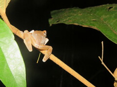 Osteocephalus planiceps