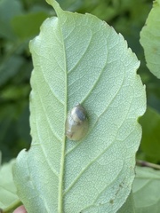 Succinea lauta
