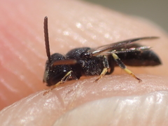 Hylaeus punctatus