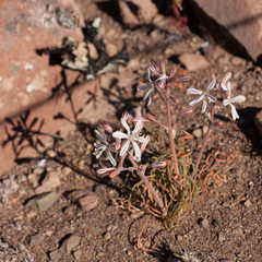 Trachyandra thyrsoidea