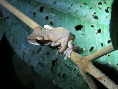 Osteocephalus planiceps