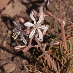 Trachyandra thyrsoidea