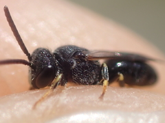 Hylaeus punctatus