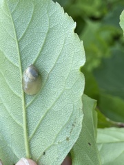 Succinea lauta