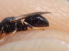Hylaeus punctatus