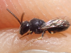 Hylaeus punctatus