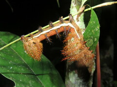 Automeris larra