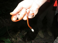Pseudoboa