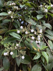 Heliotropium verdcourtii