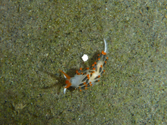 Diaphoreolis lagunae